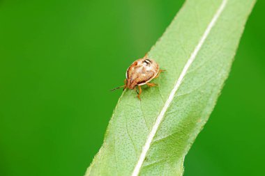 Vahşi doğada hemiptera böcekleri, Kuzey Çin