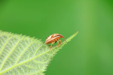 Vahşi doğada hemiptera böcekleri, Kuzey Çin