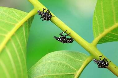 Kuzey Çin 'deki yabani bitkilerin üzerindeki Cicadellidae böcekleri.