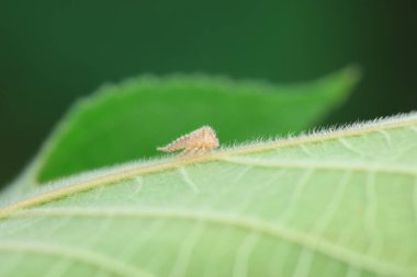 Kuzey Çin 'deki yabani bitkilerin üzerine ağustos böceği yaprağı