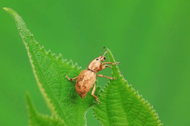 Yabani bitkiler, Kuzey Çin