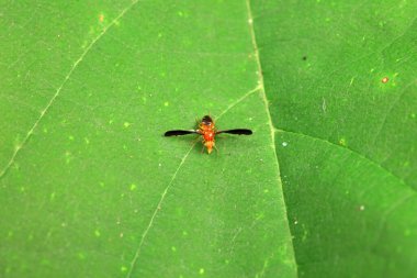 Kuzey Çin 'deki yabani bitkilerin üzerinde uçuyor.
