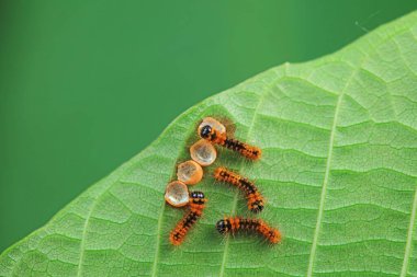 Lepidoptera larvaları vahşi doğada, Kuzey Çin