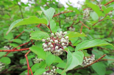 Kırmızı Ruimu meyvesi Kuzey Çin 'de bir botanik bahçesinde.