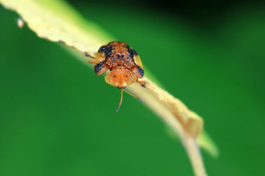 Hispidae ailesi Kuzey Çin 'de bitkilerin üzerinde sürünüyor.
