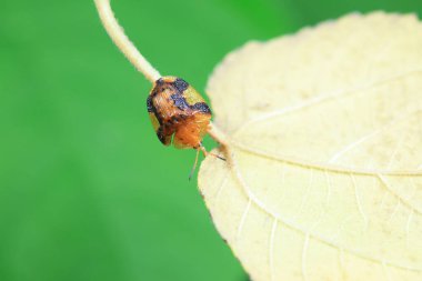 Hispidae ailesi Kuzey Çin 'de bitkilerin üzerinde sürünüyor.