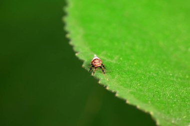 Kuzey Çin 'deki yabani bitkilerin üzerindeki Cicadellidae böcekleri.