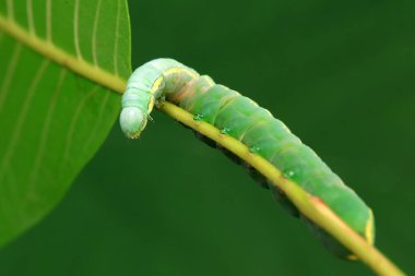 Lepidoptera larvaları vahşi doğada, Kuzey Çin