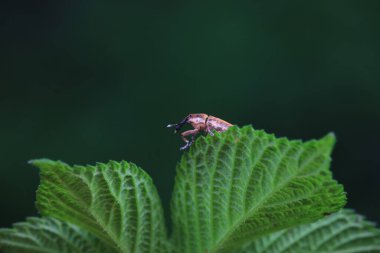 Weevil on wild plants, North China clipart