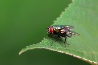 Kuzey Çin 'deki yabani bitkilerin üzerinde uçuyor.