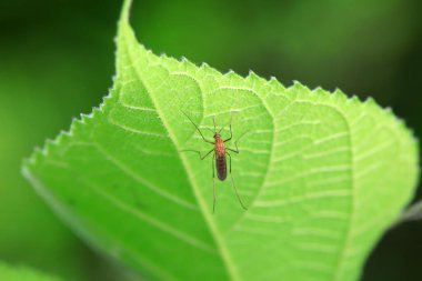 Vahşi doğada sivrisinek, Kuzey Çin