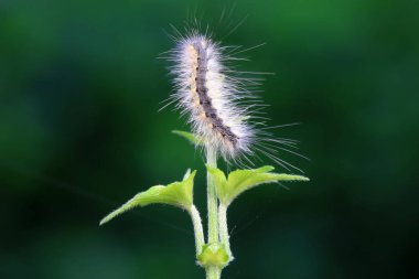 Lepidoptera larvaları vahşi doğada, Kuzey Çin