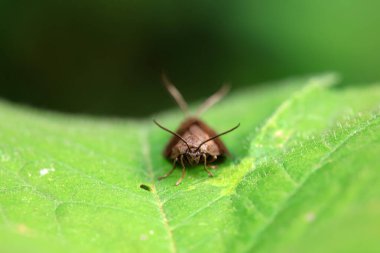 Lepidoptera böcekleri vahşi doğada, Kuzey Çin