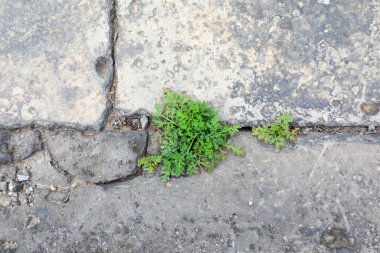 Eski tuğla çatlaklarında yabani otlar büyür, Pekin