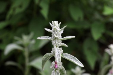 Parktaki güzel Labiatae, Pekin