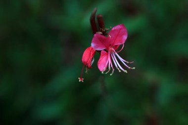 Parktaki güzel dağ şeftalisi çiçekleri, Pekin