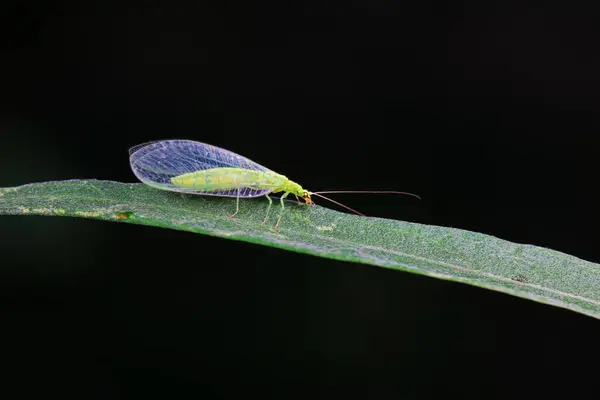 stock image A functional insect of the order Neuroptera in the wild, North China