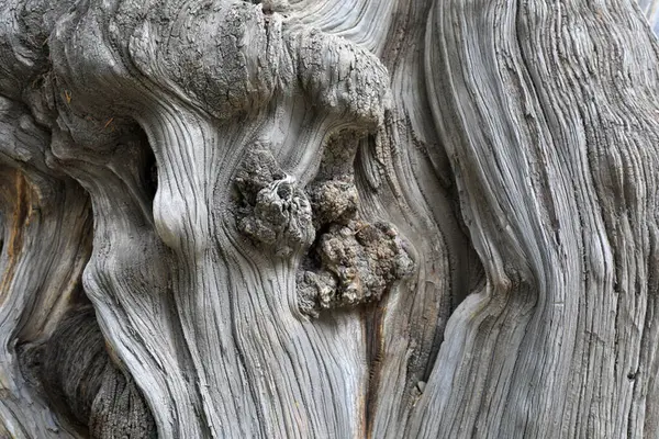 stock image Trunk texture structure of Platycladus orientalis