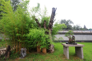 Çin geleneksel bonsai, sanatsal modellik, Pekin Botanik Bahçesi