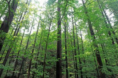 Pekin Botanik Bahçesindeki Metasequoia bitkileri