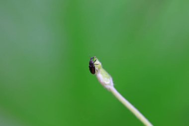 Weevil on wild plants, North China clipart