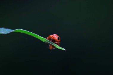 Kuzey Çin 'deki yabani bitkilerde uğur böcekleri
