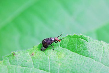 Kuzey Çin 'deki yabani bitkilerin üzerinde uçuyor.