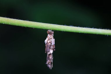Lepidoptera larvaları vahşi doğada, Kuzey Çin