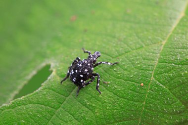 Kuzey Çin 'deki yabani bitkilerin üzerindeki Cicadellidae böcekleri.