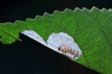 Lepidoptera larvaları vahşi doğada, Kuzey Çin