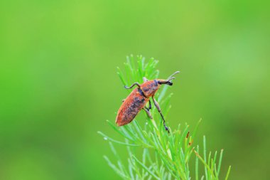 Yabani bitkiler, Kuzey Çin