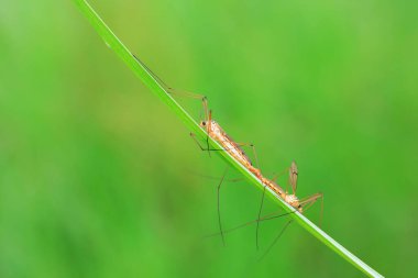 Vahşi doğada sivrisinek, Kuzey Çin