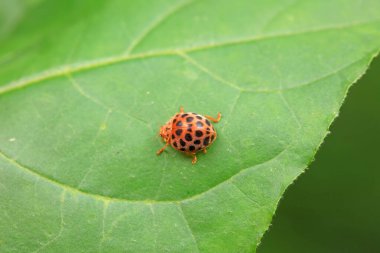 Kuzey Çin 'deki yabani bitkilerde uğur böcekleri