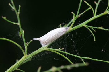 Kuzey Çin 'deki yabani bitkiler üzerinde böcek kozası kabukları.