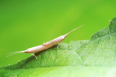 Lepidoptera böcekleri vahşi doğada, Kuzey Çin
