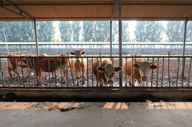 Çiftliklerde sığır eti, Kuzey Çin