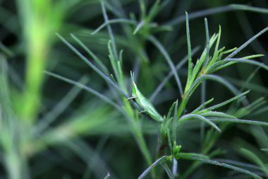 Vahşi doğada, Kuzey Çin 'de Atractomorpha sinensis