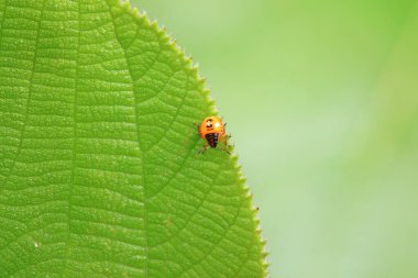 Vahşi doğada hemiptera böcekleri, Kuzey Çin