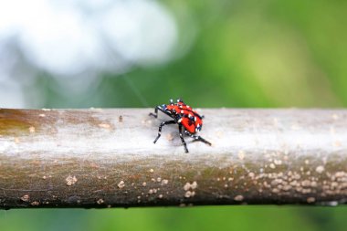 Kuzey Çin 'deki yabani bitkilerin üzerindeki Cicadellidae böcekleri.