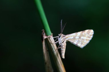 Lepidoptera böcekleri vahşi doğada, Kuzey Çin