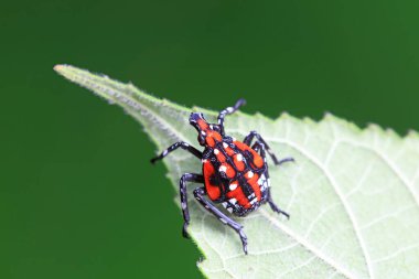 Kuzey Çin 'deki yabani bitkilerin üzerindeki Cicadellidae böcekleri.