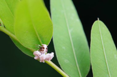 Kuzey Çin 'deki yabani bitkilerin üzerindeki Cicadellidae böcekleri.