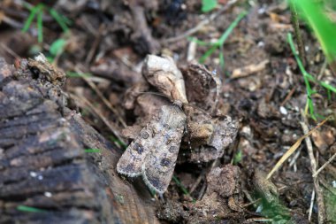 Lepidoptera böcekleri vahşi doğada, Kuzey Çin