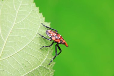 Kuzey Çin 'deki yabani bitkilerin üzerindeki Cicadellidae böcekleri.