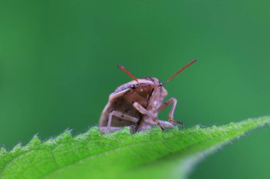 Vahşi doğada hemiptera böcekleri, Kuzey Çin