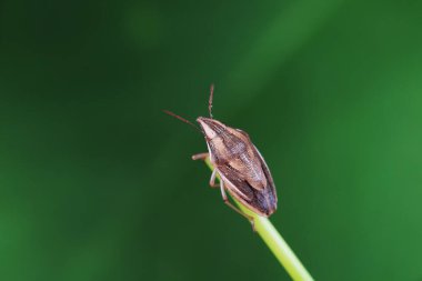 Vahşi doğada hemiptera böcekleri, Kuzey Çin