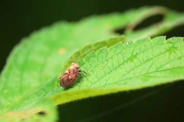 Kuzey Çin 'deki yabani bitkilerin üzerindeki Cicadellidae böcekleri.