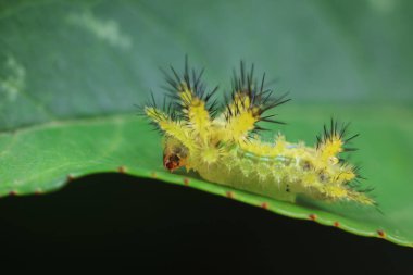 Lepidoptera larvaları vahşi doğada, Kuzey Çin