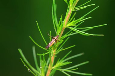 Lepidoptera böcekleri vahşi doğada, Kuzey Çin