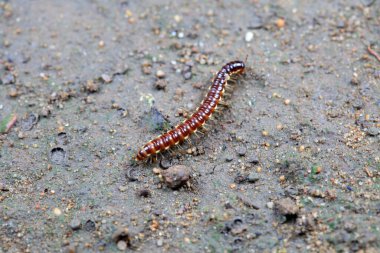 Kuzey Çin 'de diplopoda hayvan sınıfı.